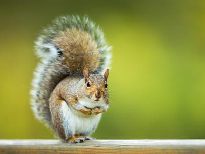 a gray squirrel with small, pointy ears, white fur on its belly, and brown and gray fur on its back and on its fluffy tail