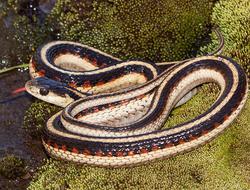 snake