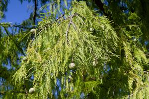 A tree branch is covered with flat needles and has several spherical seed-cones attached to it.