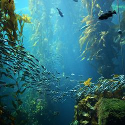 A picture taken underwater shows long fronds of kelp with many fish swimming around them.