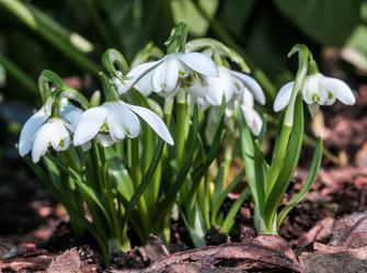 a plant with small white flowers in the ground with long, narrow leaves