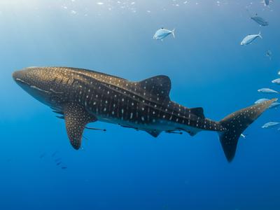 a large gray whale shark with white spots, a long tail, and fins