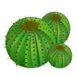 three small cacti, desert plants covered in spines