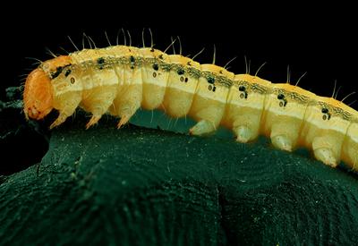 a caterpillar with small holes along its body