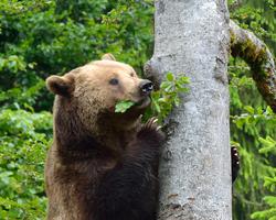 a bear eating leaves