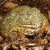 an African bullfrog with moist skin