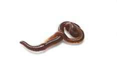 brown worm with wet skin