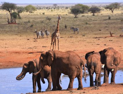 A watering hole in the savanna surrounded by dirt, grass, and small trees. Elephants, zebras, and a giraffe are near the water.