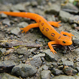 a red-spotted newt with moist skin