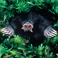 image of star-nosed mole