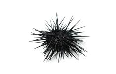 small, round animal covered with spines
