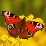 a peacock butterfly, a type of insect