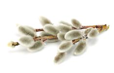 plant with soft, oval flowers