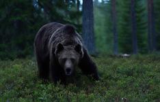 bear at night