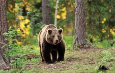 bear during the day