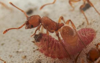 a picture of a Myrmica ant caring for an Alcon blue caterpillar