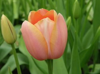 a plant with a flower that has orange petals
