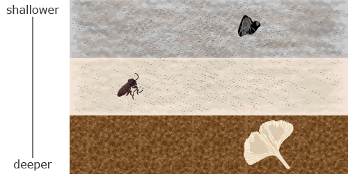 A diagram with three rock layers, with the deepest layer at the bottom and the shallowest layer at the top of the diagram. A rock layer with a ginkgo leaf is below a layer with an insect, which is below a layer with a mammal tooth.