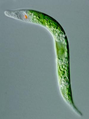 single-celled organism