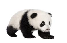 hairy black and white panda cub