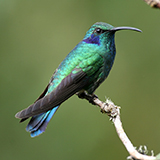 a green violetear with feathers, wings, and a beak