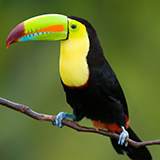 a keel-billed toucan with feathers, wings, and a beak