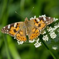 a butterfly with orange, black, and white wings