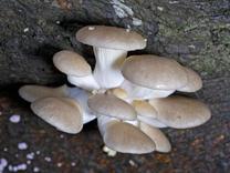 A cluster of mushrooms with pale brown caps on white stems.