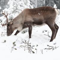 a large animal with thick brown fur and long antlers standing in the snow