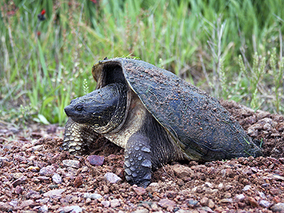 common snapping turtle, Chelydra serpentina