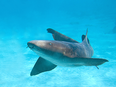 nurse shark, Ginglymostoma cirratum
