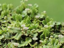 A patch of liverworts with thick green "leaves" and small umbrella-shaped structures.