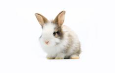 bunny with fluffy hair