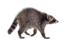 hairy racoon