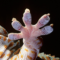 image of tokay gecko's feet