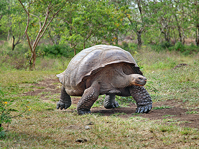 Galapagos giant tortoise, Chelonoidis nigra