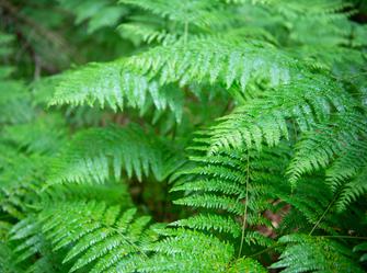 A plant with green feathery leaves. The leaves have small leaflets.