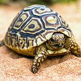 a Hermann's tortoise with scaly skin