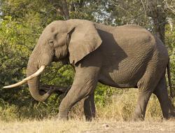 an African elephant. It is an animal with a big, rounded body and gray skin. It stands on four thick legs. It has big ears and a long, nose called a trunk. It has a long pointed tusk on each side of its face. There is a tall tree behind the elephant. The elephant's back is about as tall as the tree's trunk.