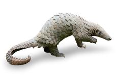 four-legged animal covered with small, bumpy plates