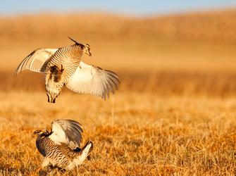 two greater prairie chickens