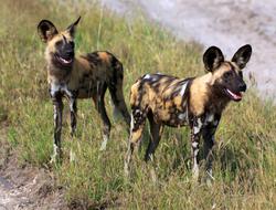 two African wild dogs with brown and black spotted fur, round ears, and black noses in a grassy field