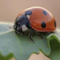 a red ladybug with black spots