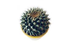 cactus covered with spines