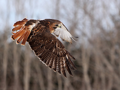 red-tailed hawk, Buteo jamaicensis