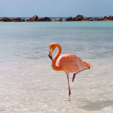 a flamingo with feathers, wings, and a beak